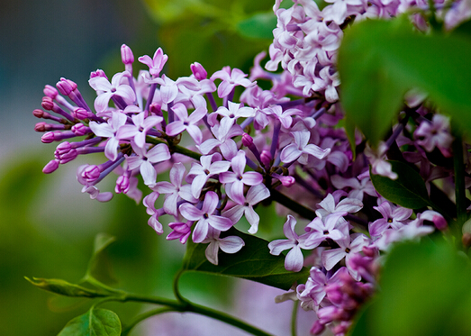 丁香花對(duì)家居環(huán)境的影響-丁香花的風(fēng)水學(xué)應(yīng)用