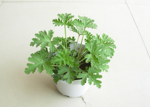 驅蚊草是什么？驅蚊草怎么養？