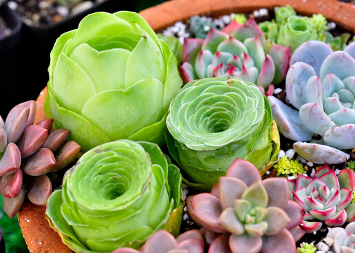 多肉植物怎么養？如何給多肉植物澆水？