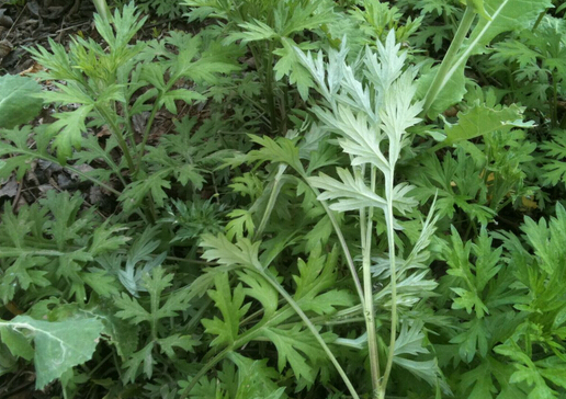 艾草如何驅(qū)蚊?艾草驅(qū)蚊的注意事項