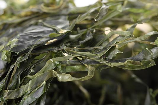 干海帶泡發,干海帶要泡多久,怎樣泡發干海帶