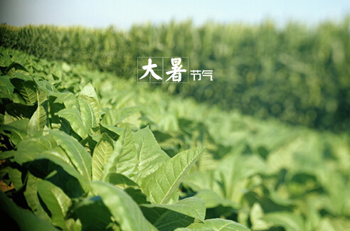 大暑什么意思?大暑怎么預(yù)防中暑