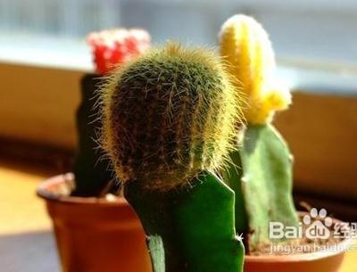 如何保養(yǎng)肌膚防電腦輻射?推薦防電腦輻射的方法:辦公室放綠色植物