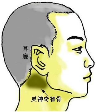 骨相圖解:靈神奇智骨