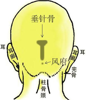 骨相圖解:垂針骨