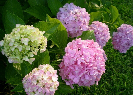 家里有孕婦能養繡球花嗎？繡球花有毒嗎？