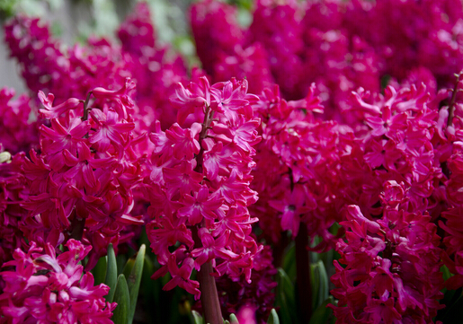 家里有孕婦能養(yǎng)風(fēng)信子嗎?風(fēng)信子的養(yǎng)殖方法