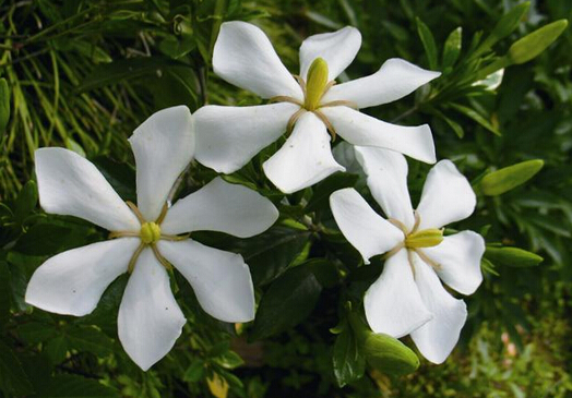 家里有孕婦能養梔子花嗎?梔子花的養殖方法