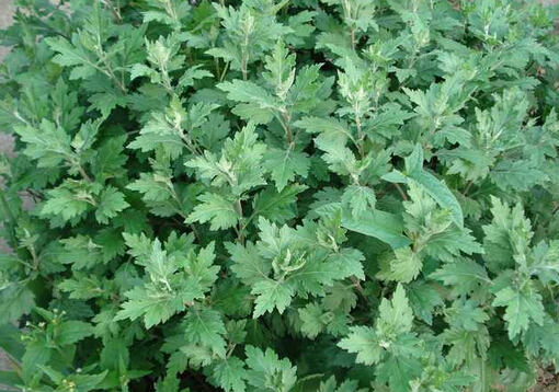 艾葉泡腳的功效與作用-孕婦能用艾葉泡腳嗎?