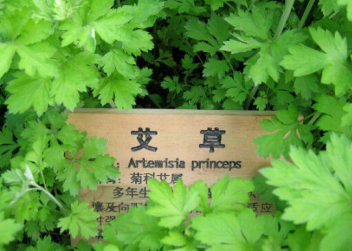 艾草的功效和作用-孕婦能用艾草嗎