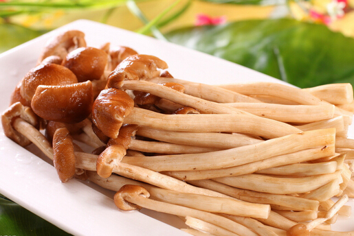 孕婦可以吃茶樹菇嗎?孕婦吃茶樹菇的禁忌