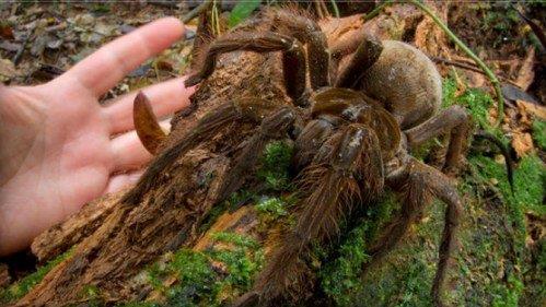 南美亞馬遜食鳥蛛，是吉尼斯世界紀(jì)錄中體積最大的蜘蛛