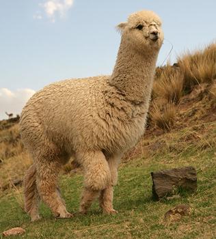 羊駝是什么:網絡熱語草泥馬