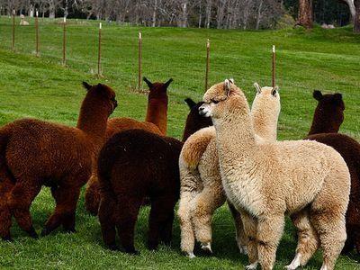 羊駝-草泥馬是什么意思?網絡用語草泥馬是什么意思