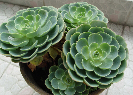 家里有寶寶能養觀音蓮嗎?觀音蓮的養殖方法