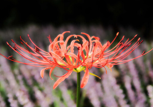 曼陀羅花有毒嗎?家里有寶寶能養曼陀羅花嗎?