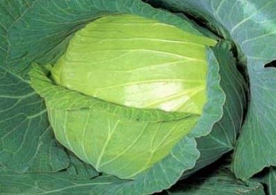 寶寶能吃卷心菜嗎?寶寶吃卷心菜有什么好處