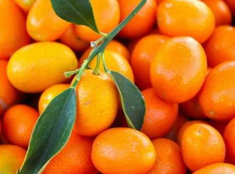 寶寶能吃金桔嗎？寶寶吃金桔的做法