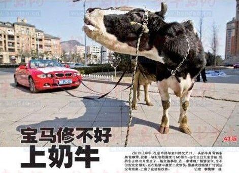 奶牛拉著“寶馬車”上馬路,車主維修受挫上演“維權秀”