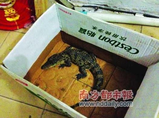 兒童在公園水池逮到兇猛小鱷魚，專家稱性情兇猛或傷人，不要隨意放生兇猛動物