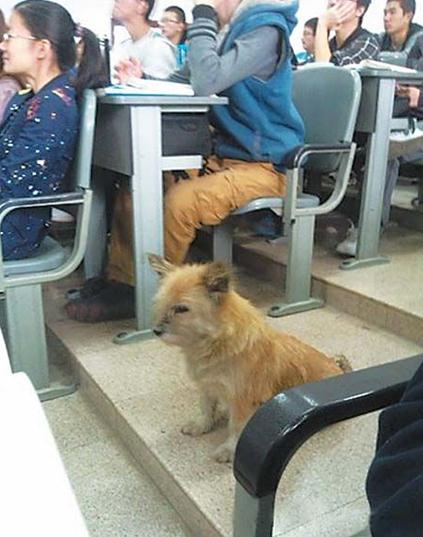 “學霸狗”電子科技大學蹭課走紅,最愛英語和概率網友力挺讀研