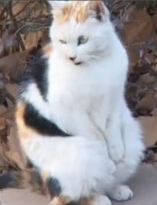 南京某大學校園“搓手貓”賣萌照走紅網絡,網友稱搓手或因受傷懷孕