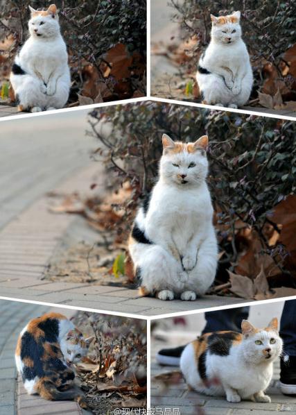 南京某大學校園“搓手貓”賣萌照走紅網絡,網友稱搓手或因受傷懷孕