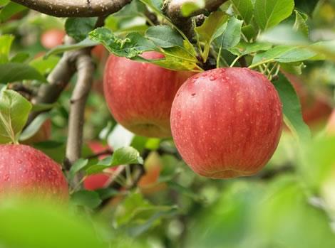 孕婦能吃蘋果嗎?孕婦吃蘋果有什么好處