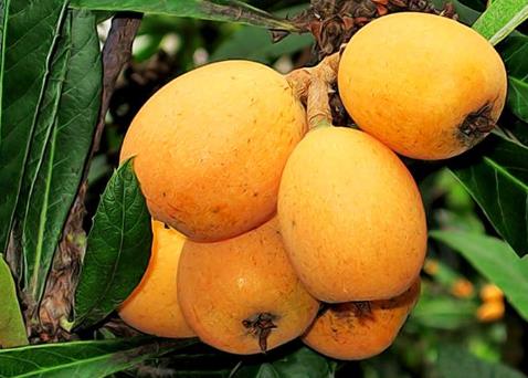 孕婦可以吃枇杷嗎?孕婦吃枇杷好嗎