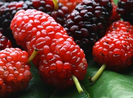 孕婦能吃桑葚嗎?孕婦吃桑葚的好處與食用禁忌