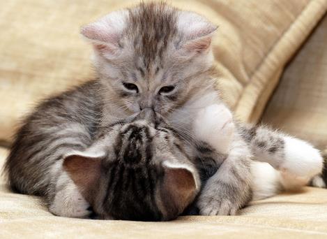 么么噠是什么意思?網絡用語么么噠的意思