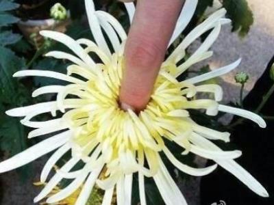 爆菊花是什么意思?爆你菊花是什么意思?什么叫爆菊花