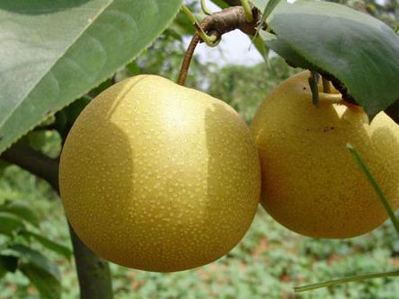 產婦可以吃梨嗎?產婦吃梨好嗎