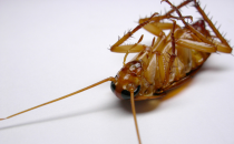 打不死的蟑螂：家中如何消滅小強？