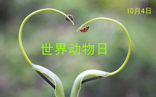 世界動物日是幾月幾日?公歷10月4日是什么節日