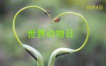 世界動物日是幾月幾日？公歷10月4日是什么節日