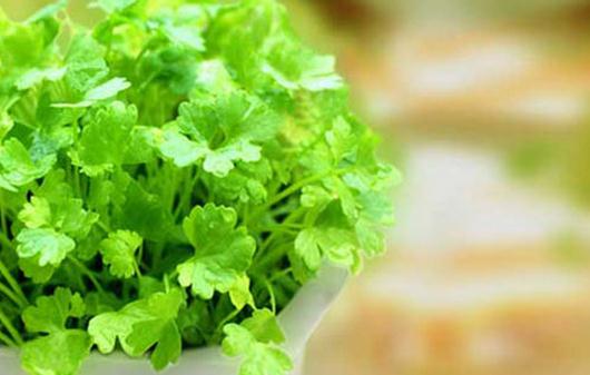 為啥不愛吃香菜?香菜的功效