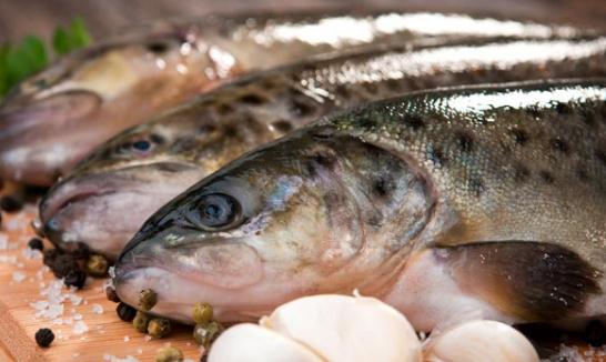 怎么預防肝癌?鰻魚防肝癌效果好