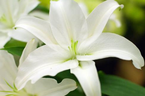 四大寶貝助你趕走秋燥 讓你健康養(yǎng)生