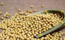 吃黃豆有什么好處？吃黃豆讓你更聰明！