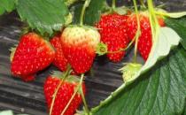 春天不宜吃什么水果？春天不宜吃的水果有哪些