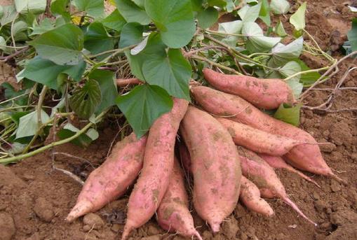 吃什么食物可以排毒?清腸排毒的食物都有哪些