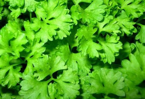 芹菜葉能吃嗎?芹菜葉有營養(yǎng)嗎