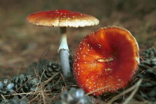 食用野菜有哪些注意事項？哪些野菜不可以吃