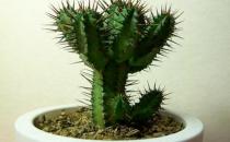 引發甲溝炎的原因有哪些？ 甲溝炎的最佳治療方法