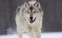 揭開冰河時(shí)期幸存者北極狼的神秘面紗