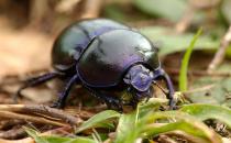 屎殼郎：“自然界清道夫”養成記