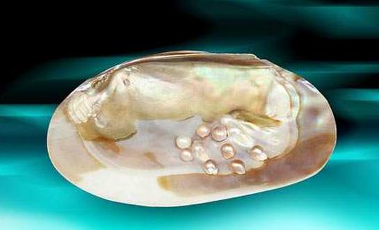 珍珠粉有什么美容功效？珍珠粉的用法