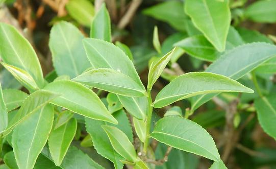 吃什么能瘦臉?胡蘿卜幫你變巴掌臉