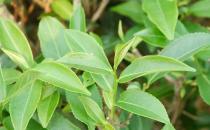 吃什么能瘦臉？胡蘿卜幫你變巴掌臉